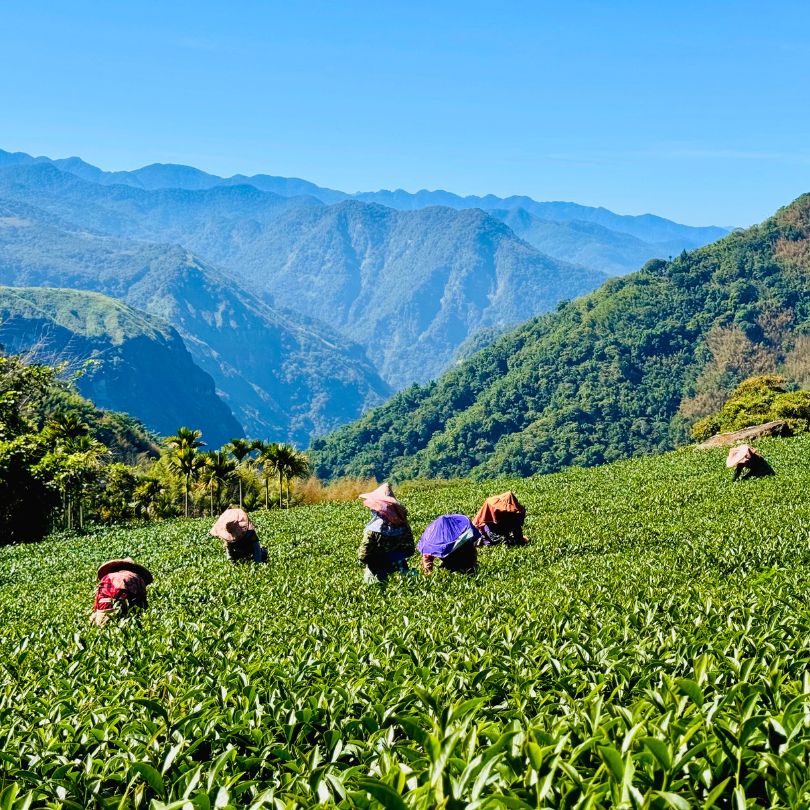 Tea Flushes & Grades Explained: A Guide to Harvest Seasons and Tea Quality