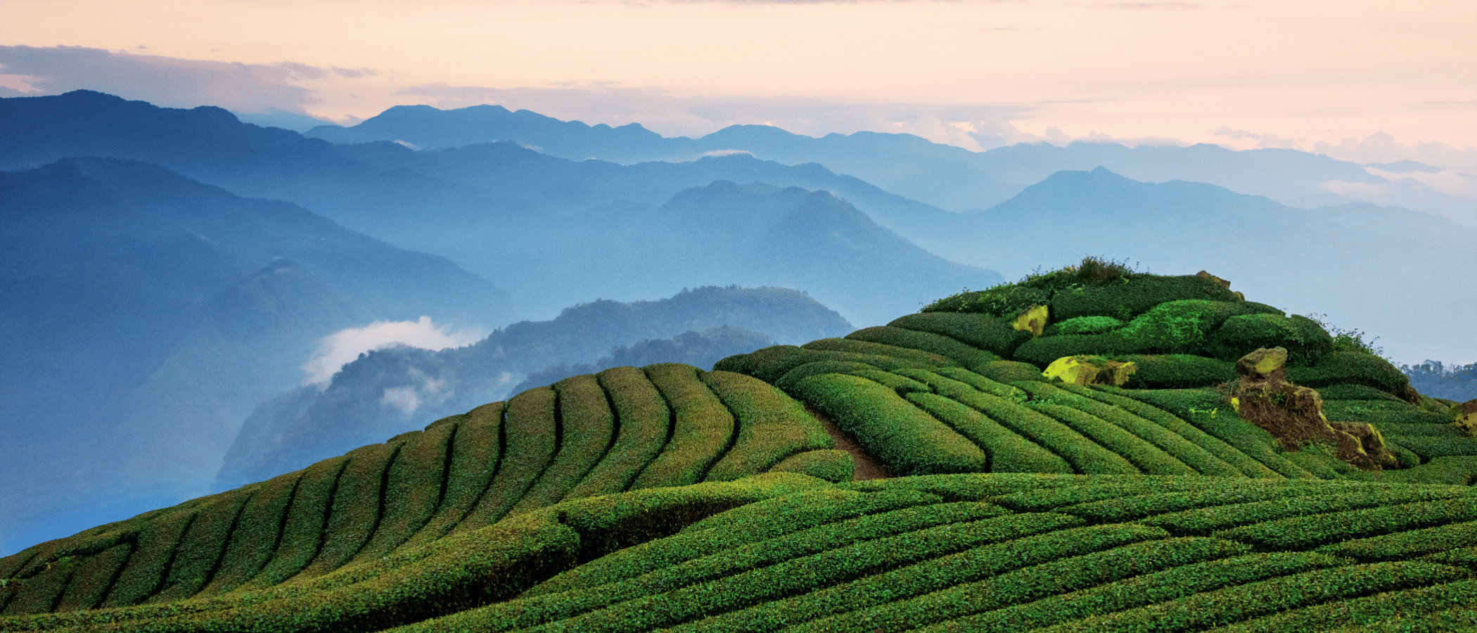 Newsletter: Fresh From The Tea Gardens