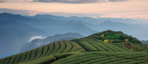   TEA DISCOVERY BOX 